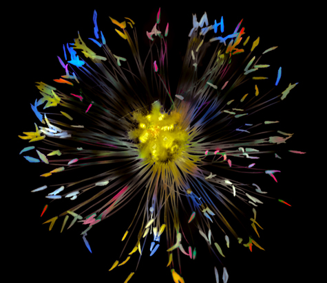 firework-looking-poppy475