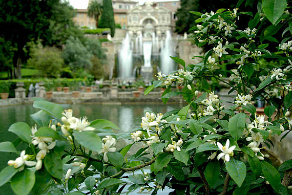 From the gardens of the Villa d'Este at Tivoli