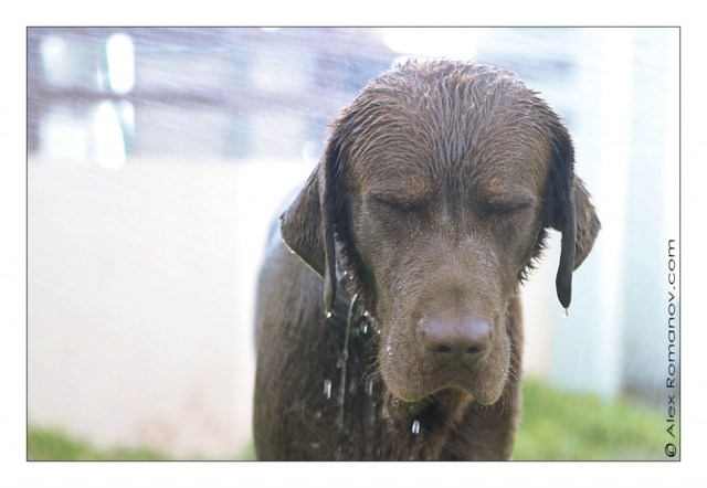 16-Wet-dog-Alex-Romanov-1024x708
