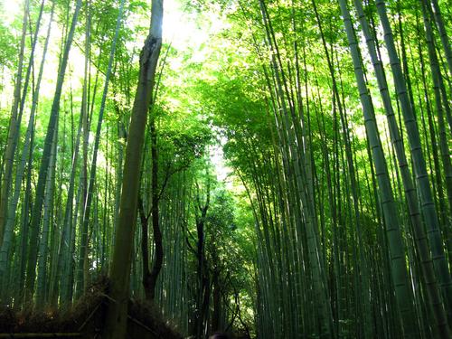 bambooforest