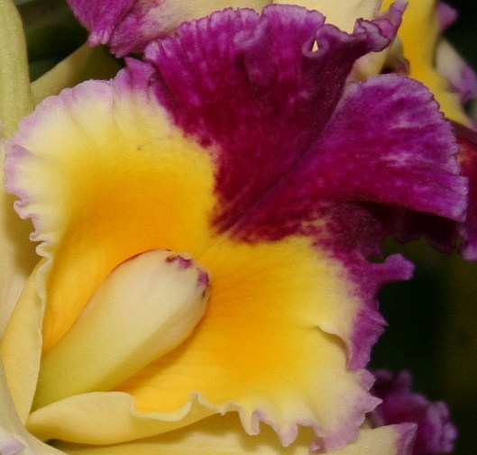 yelloepurpleiris