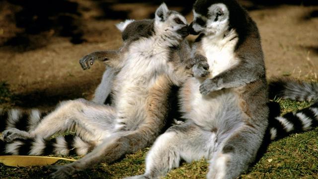 Ring-tailed Lemur Love