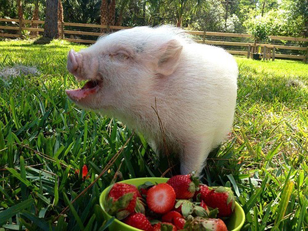 pigstrawberries