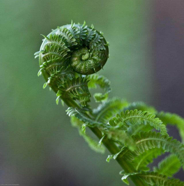 110518_fiddlehead_1