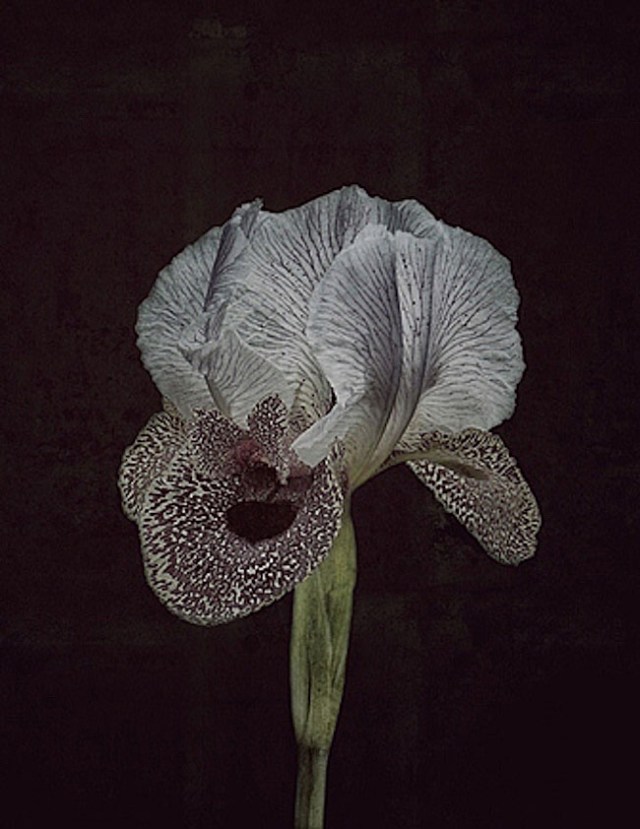 Iris bismarckiana
