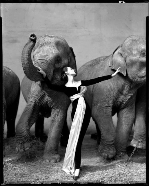 Dovima with elephants, by Richard Avedon, 1955. Her dress was designed by a very young assistant to Monsieur Dior named Yves Saint Laurent