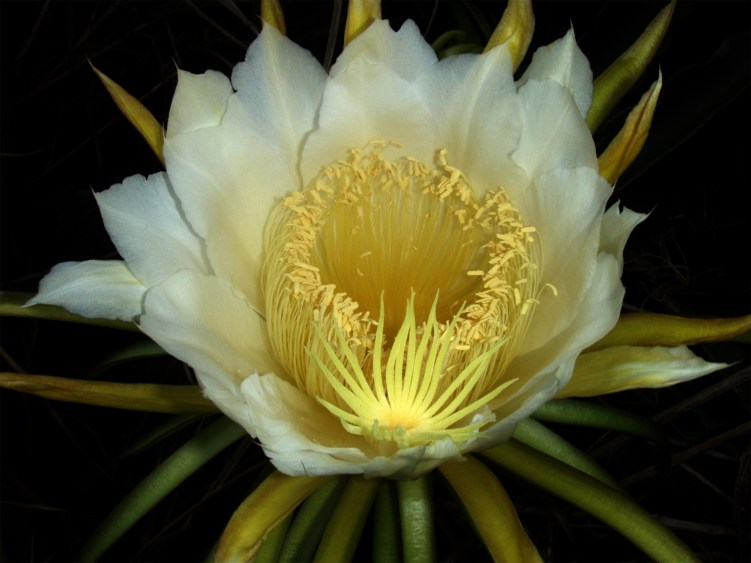 night-blooming_cereus_paniniokapunahoa