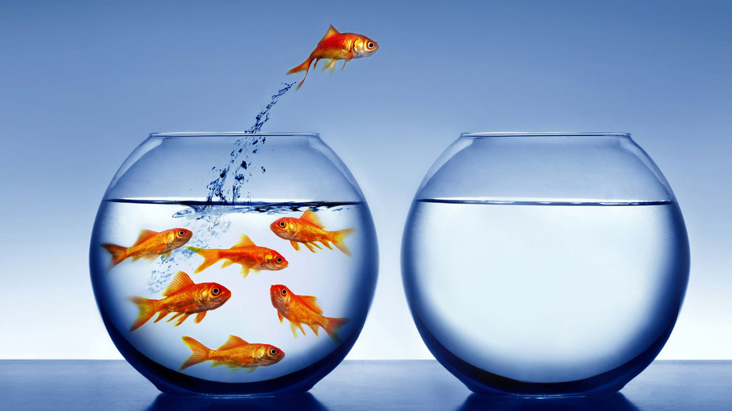 gold-fishes-wallpaper-hd-gold-fish-jumping-to-another-tank-digital-art-beautiful