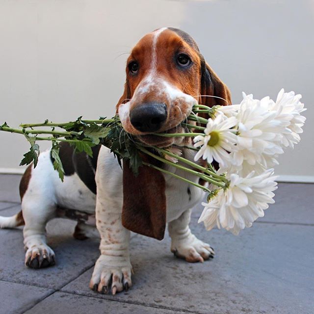 daisybasset
